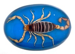 Vintage Men Real Scorpion Western Cowboy Blue Rodeo Belt Buckle Hecho en Mexico