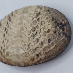 Los Altos Boot Snakeskin Belt Buckle 3.75&Prime; X 2.5&Prime; Oval Rattlesnake Skin Western