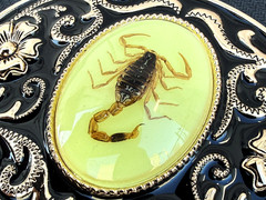 Western Scorpion Belt Buckle Real Scorpion Resin Glow in Dark. For 1.5&Prime; Belt