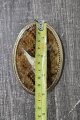 Taxidermy Rattlesnake Head Belt Buckle