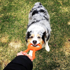 Sodapup Pop Can Opener Tug Toy Durable tug of War Training Reward – Dogs Puppy