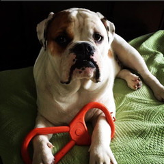 Sodapup Pop Can Opener Tug Toy Durable tug of War Training Reward – Dogs Puppy