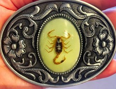 UV Glow Western Oval Scorpion Engraved Metal Belt Buckle 1.5in Silver