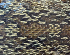 Trevino&rsquo;s snakeskin belt buckle