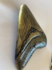 Large Sharks Tooth Belt Buckle Fossil Style Fits 1.5 Inch Western Strap