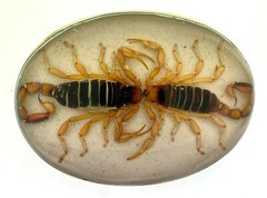 Vintage Real Scorpion Belt Buckle Mexico Preserved Specimen Acrylic Insect Men