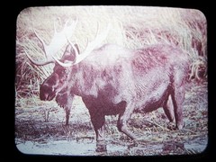 NA17111 *NOS* REALLY NICE **MOOSE IN THE WILD** BELT BUCKLE