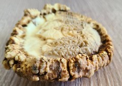 Hand Carved Elk Antler, Mountains, Trees, Cottage Belt Buckle