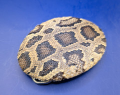 Real Burmese Python Snakeskin Belt Buckle Rolled Edge made in USA