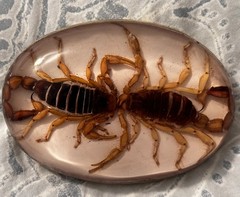 Real Scorpions Belt Buckle Western Cowboy Metal Women Hecho e Mexico Vintage Men
