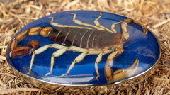 MEN Women Real Scorpion Belt Buckle Western Cowboy Hecho en Mexico Vintage Metal