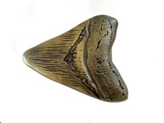 Large Sharks Tooth Belt Buckle Fossil Style Fits 1.5 Inch Western Strap
