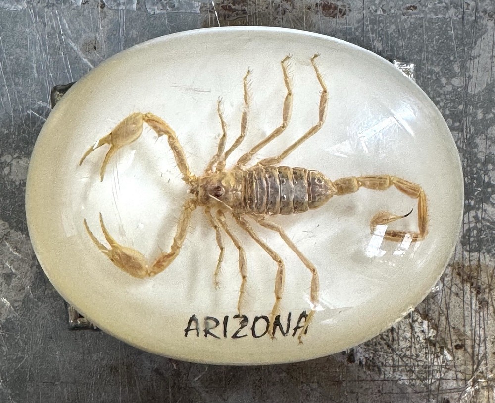 Real Scorpion In Clear Resin Arizona Belt Buckle