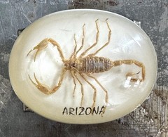 Real Scorpion In Clear Resin Arizona Belt Buckle