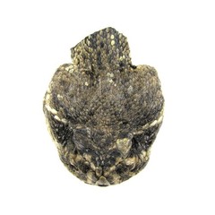 Genuine Taxidermy Rattlesnake Head Belt Buckle Real Snake Skin Cloth Accessory