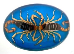 Men Vintage Real Scorpion Belt Buckle Mexico Preserved Specimen Acrylic Insect