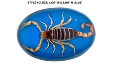 Vintage Real Scorpion Belt Buckle Mexico Encased Western Cowboy Rare Western Men