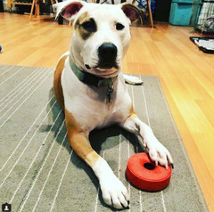 Sodapup Life Ring Treat Dispenser Red Durable Rubber Chew Toy – Dog & Puppy