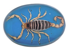 Vintage Men Real Scorpion Western Cowboy Blue Rodeo Belt Buckle Hecho en Mexico
