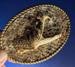 Genuine Rattlesnake Skin Oval Belt Buckle wit Head made in USA #B366