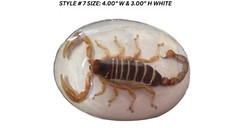 Vintage Real Scorpion Belt Buckle Mexico Encased Western Cowboy Rare Western Men