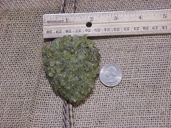 Arizona Peridot Crystals (olive green) – Bolo Tie – NICE ! !