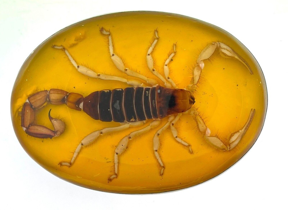 Women Men Real Scorpion Belt Buckle Western Cowboy Hecho NEW MADE Mexico Metal