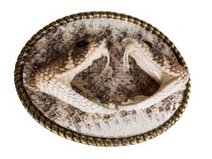 Real Rattlesnake Belt Buckle: Dueling heads in Oval (598-BB402-G6602)
