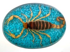 Vintage Real Scorpion Belt Buckle Mexico Preserved Specimen Acrylic Insect Men