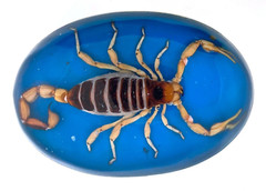 Vintage Men Real Scorpion Western Cowboy Blue Rodeo Belt Buckle Hecho en Mexico