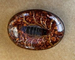 Scorpion Real Belt Buckle Men Westen Cowboy Hecho Made en Mexico Vintage Insect