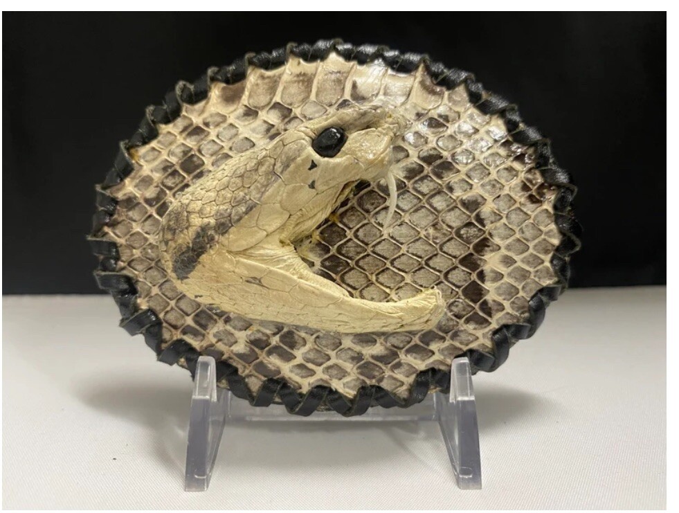 Rattlesnake cowboy cowgirl western style belt buckle