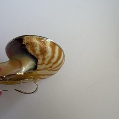 Vintage Nautilus Shell Belt Buckle Brown Gold Tone Coastal Beach