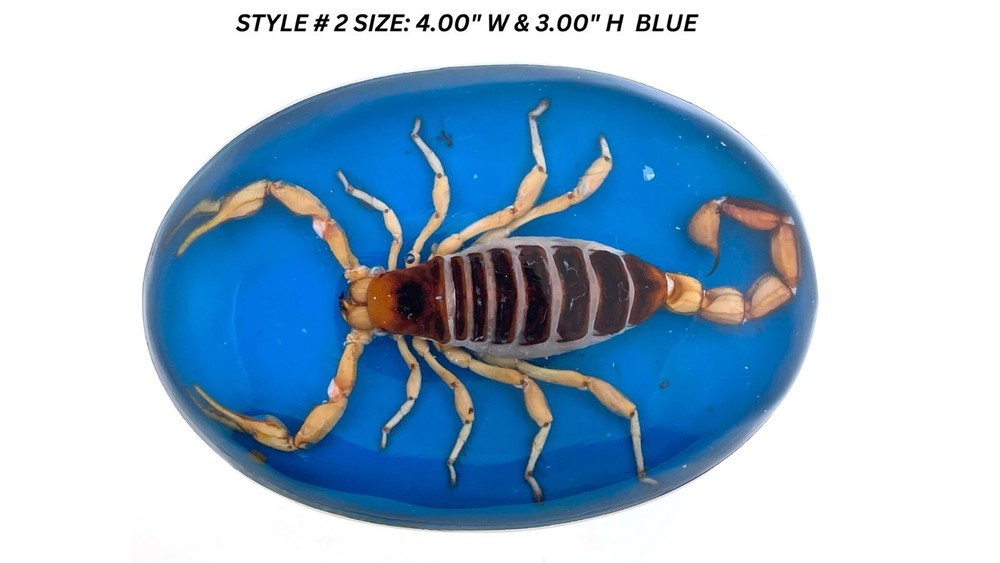 Vintage Real Scorpion Belt Buckle Mexico Encased Western Cowboy Rare Western Men