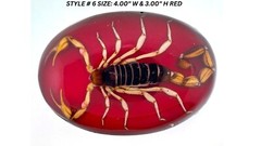Vintage Real Scorpion Belt Buckle Preserved Inlay Zodiac Sign Men Women Lucky