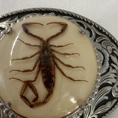 Men&rsquo;s Western Oval Scorpion Engraved Metal Belt Buckle Fits 1.5 in Belt