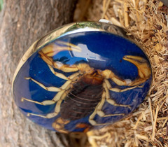 MEN Women Real Scorpion Belt Buckle Western Cowboy Hecho en Mexico Vintage Metal