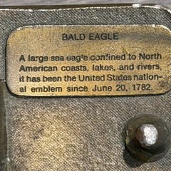 Vintage 1977 Indiana Metal Craft Bald Eagle Belt Buckle Bronze Tone Distressed